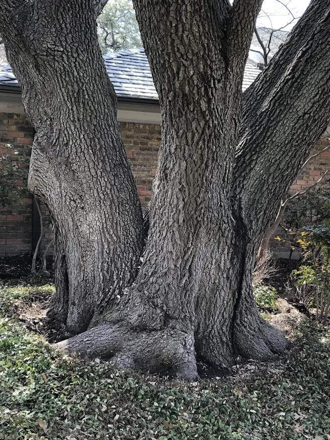 Mature heritage tree close to a Chambersville property cared for by certified arborists